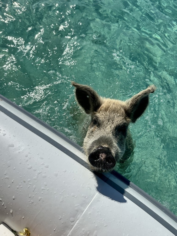 Pigs, Iguanas and a Grotto at Staniel Cay, Bahamas